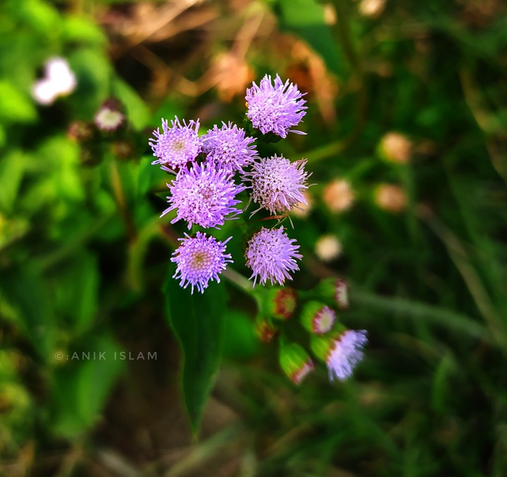 small love