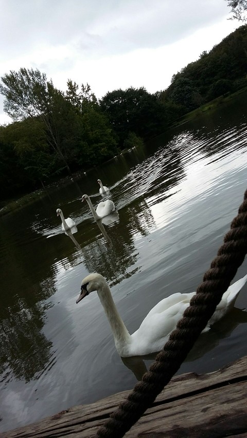 duck