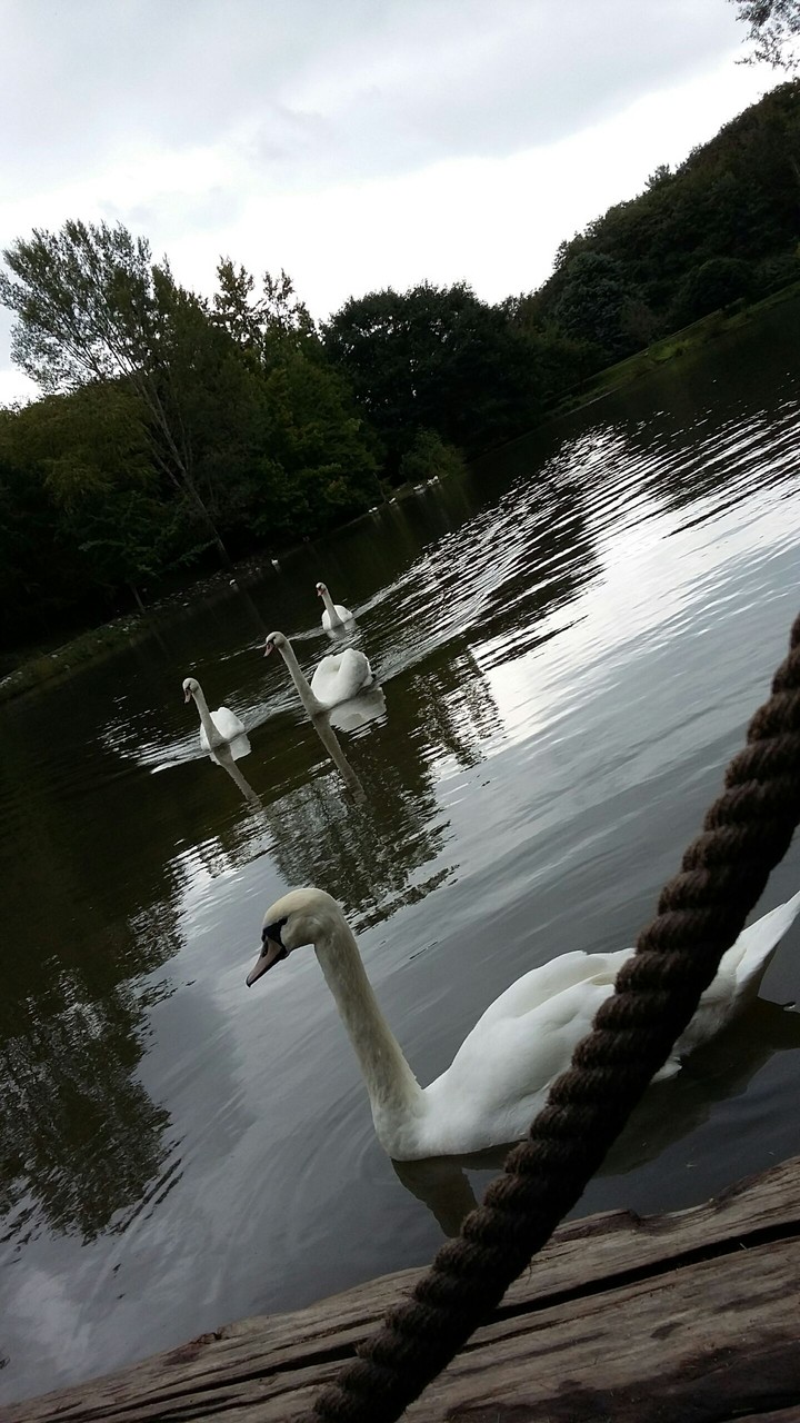 duck