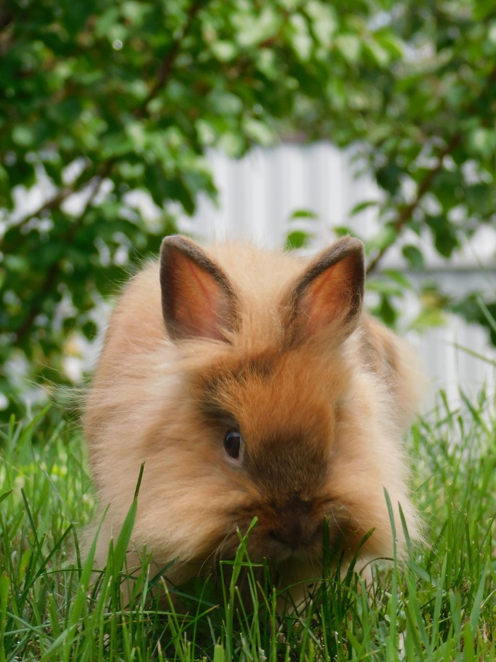 rabbit