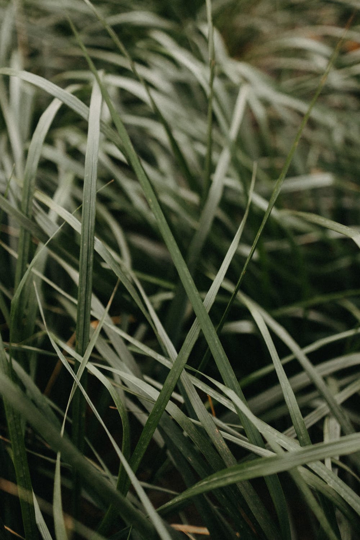 grass