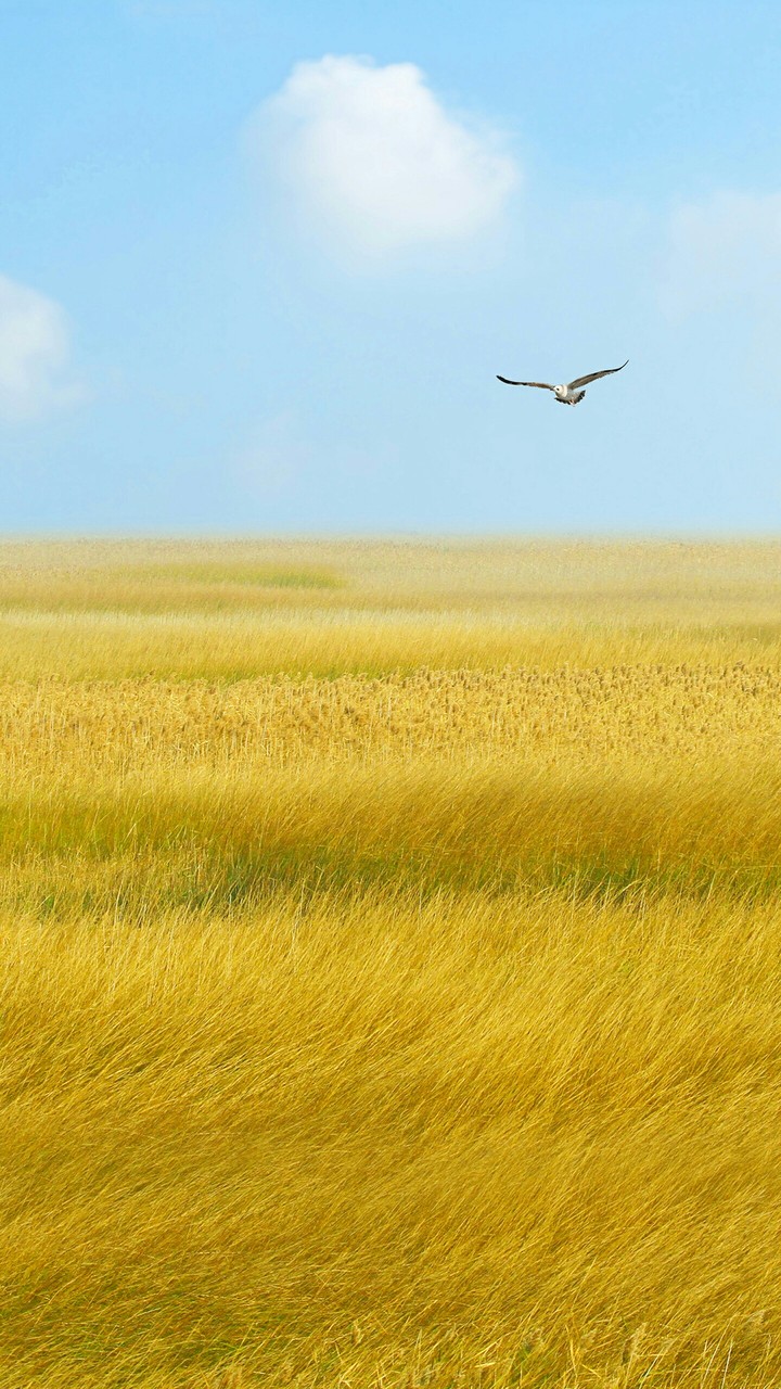 Oppo Wallpaper(ColorOS 2.1)