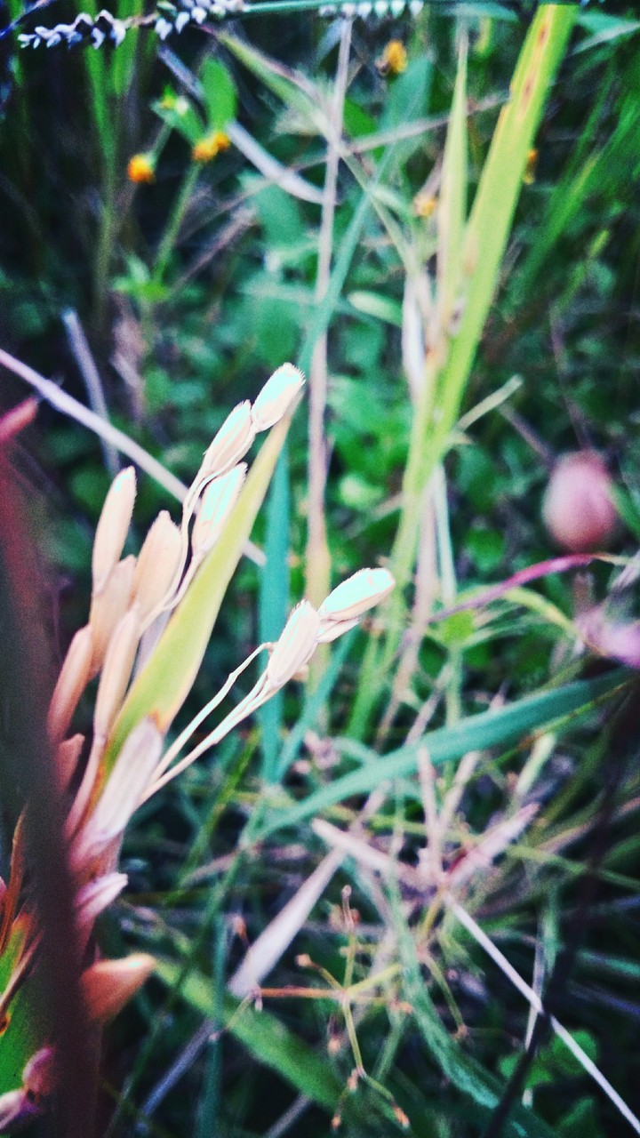 New rice plant