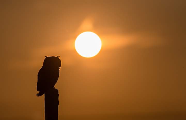 Sonnenuntergang Eule