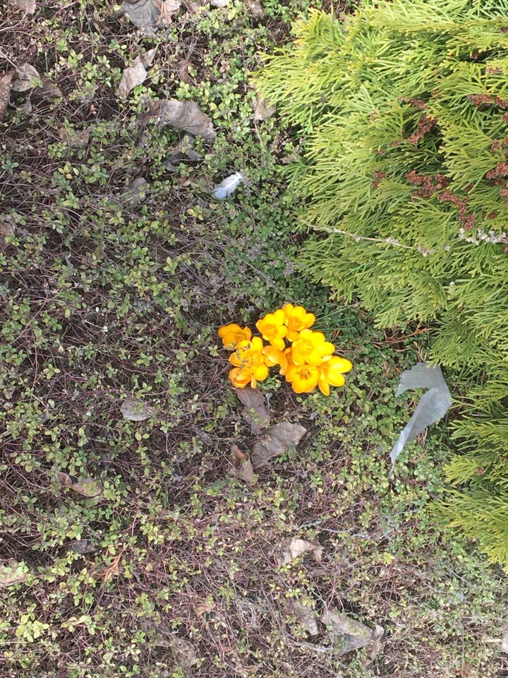 flowers spring