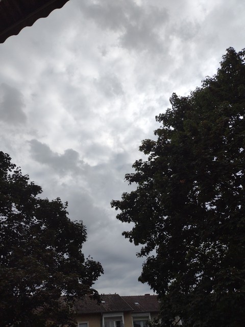 branch, grey wallpapers