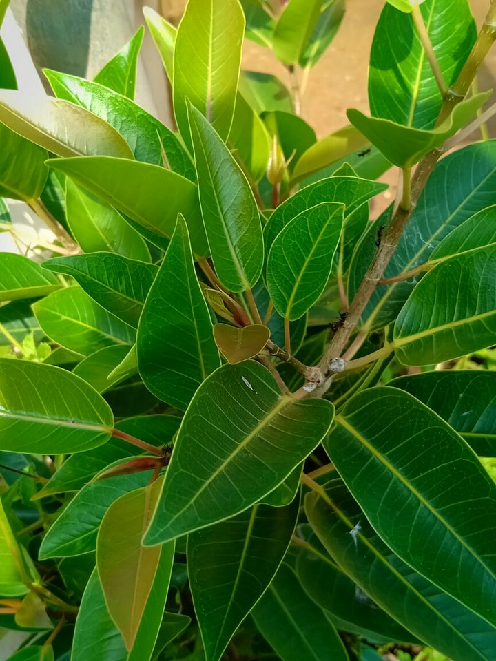nature's  is my future