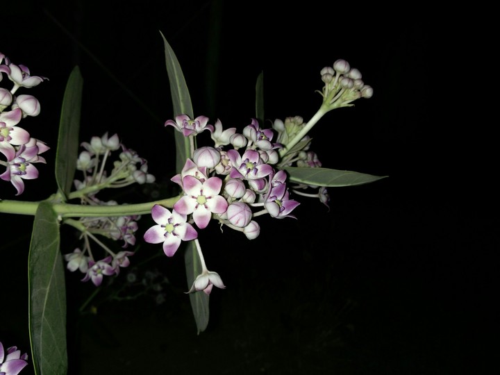 OP 2 Photography