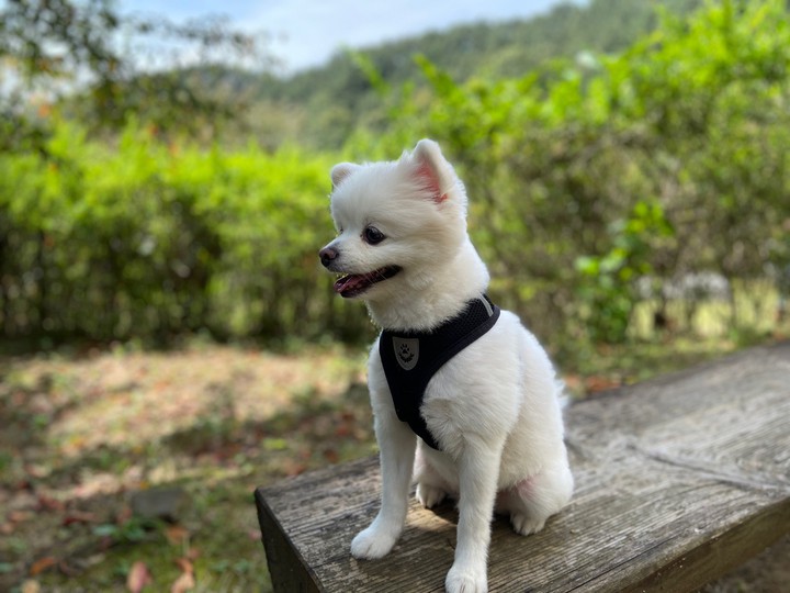 강아지