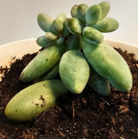Succulent