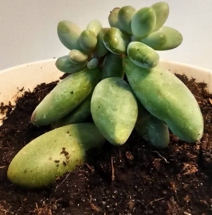 Succulent