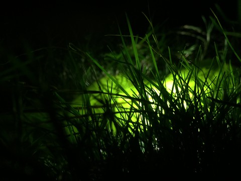 Night Grass
