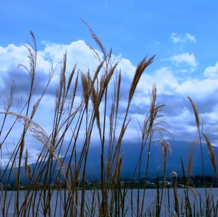 обои sedges, sunlight