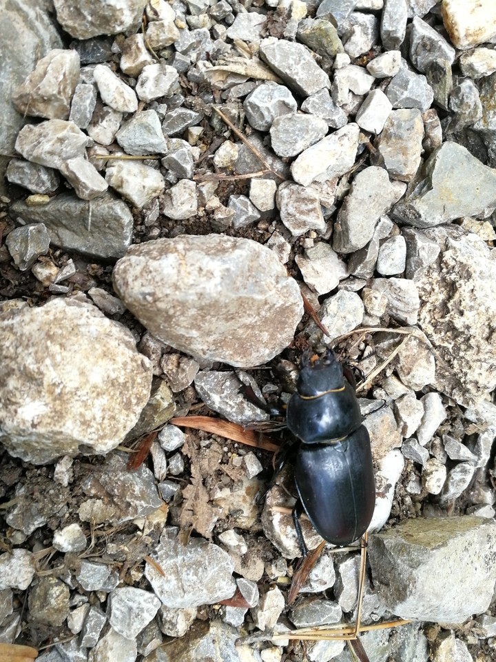 Bug