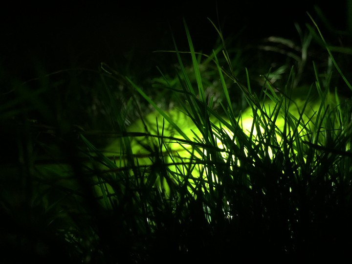 Night Grass