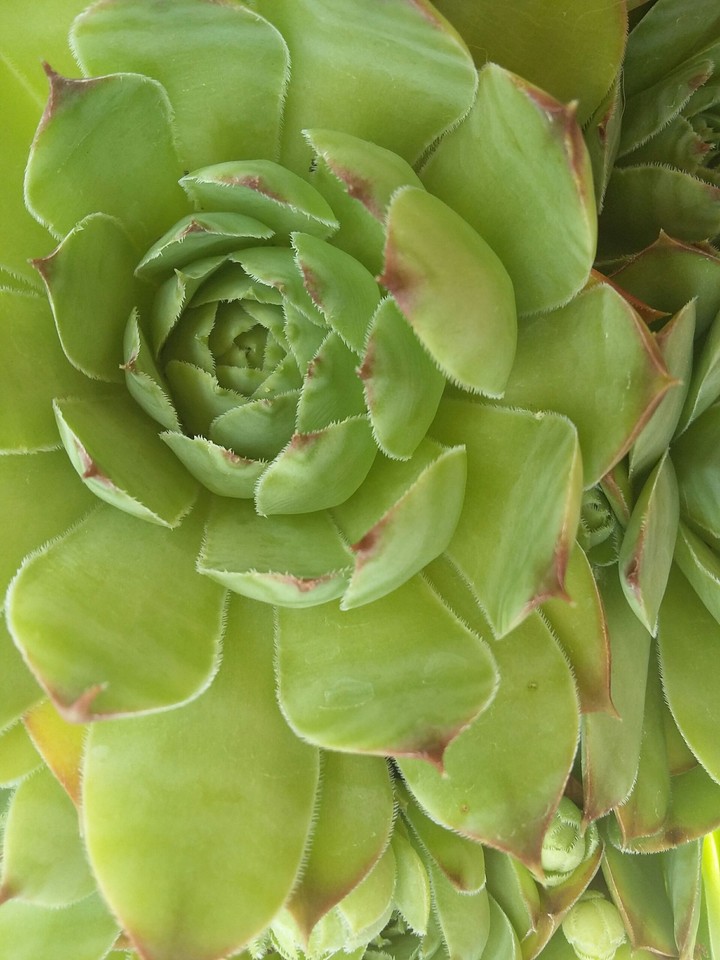 Stonecrop