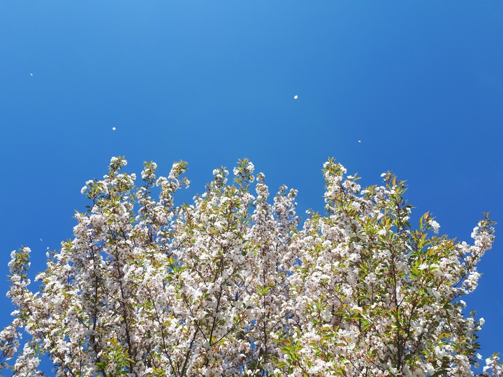 Cherry blossom pt.2