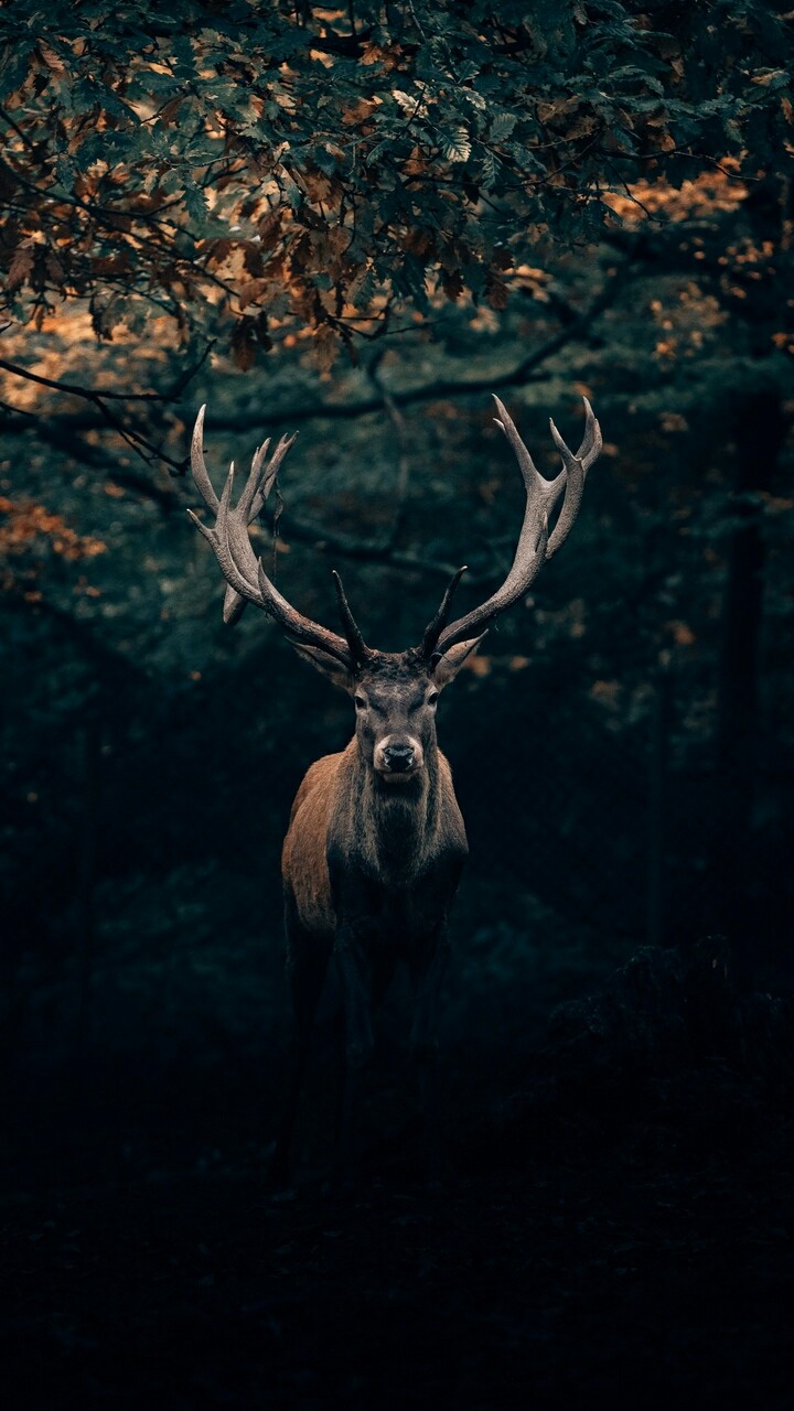 Животные