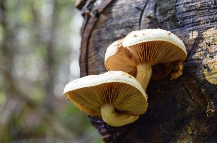 mushroom