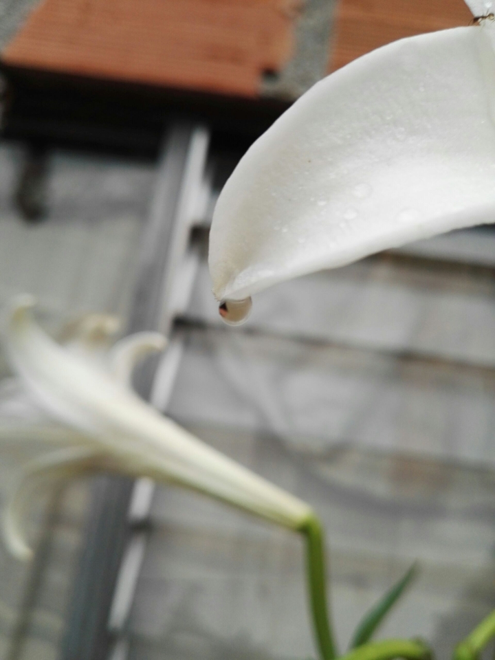 drop of water