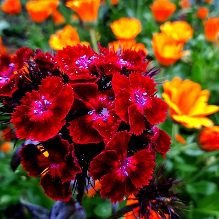 flowers
