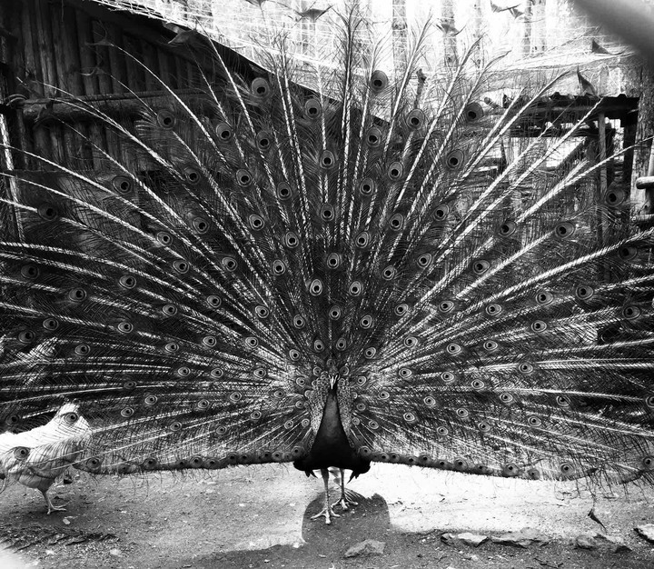 peacock