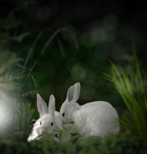 Rabbit, grass wallpapers