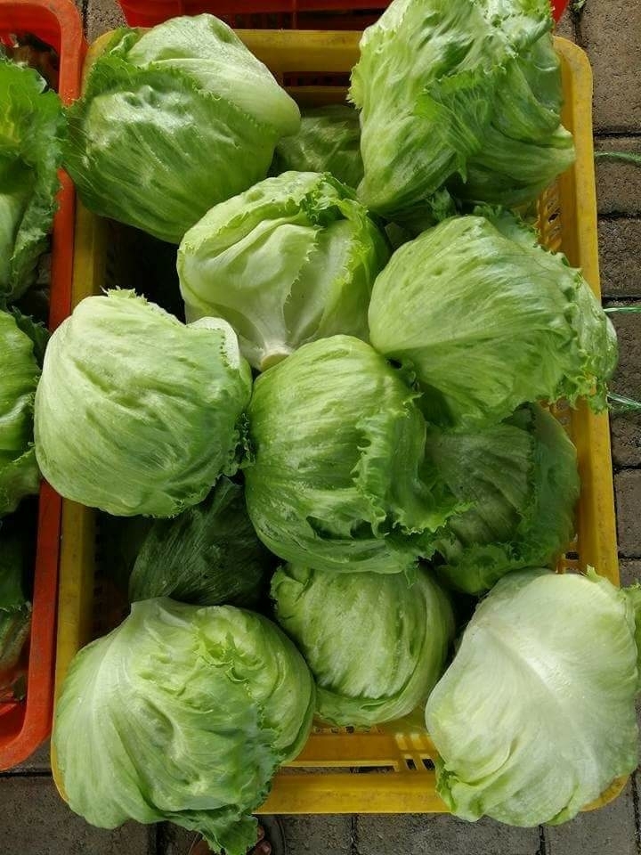 vegetable