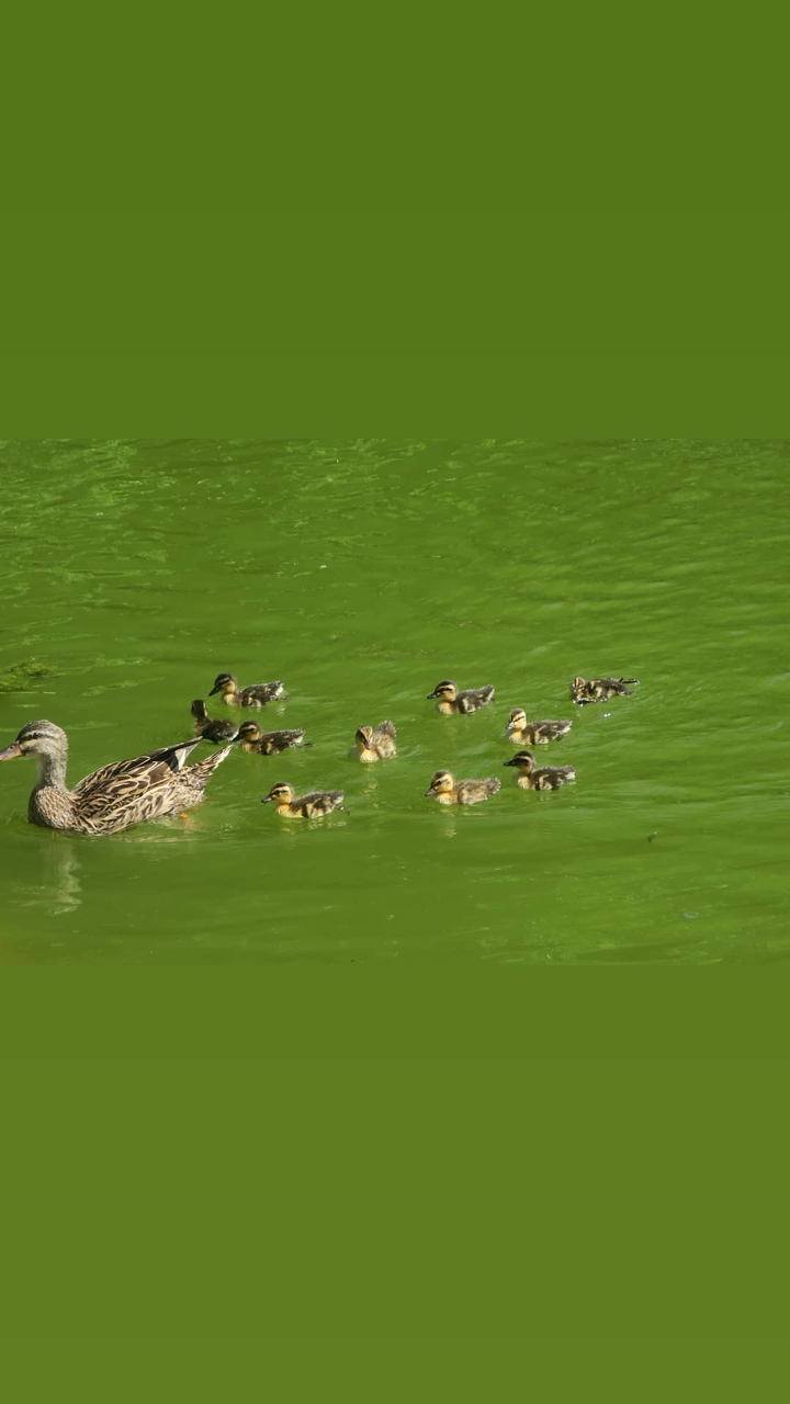maman et ses bébés