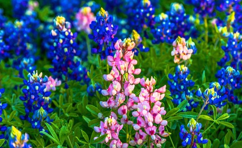 sfondi bluebonnet, petal