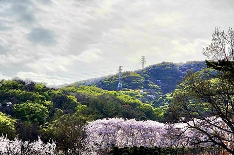 tree, landscape wallpapers