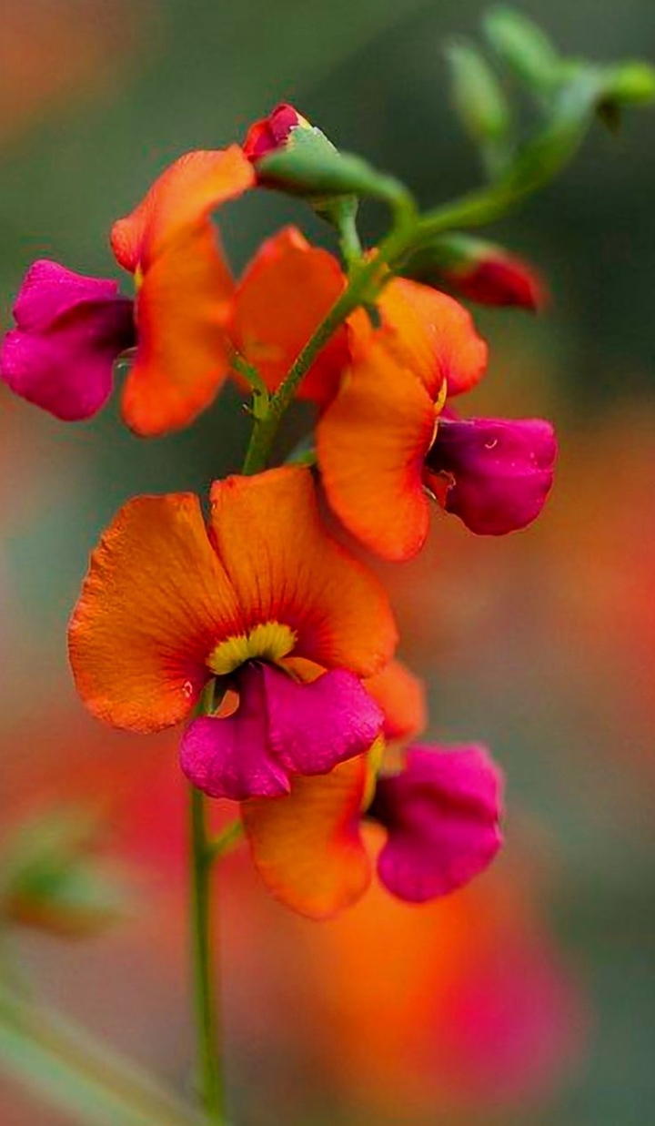 тапети petal, Close-up