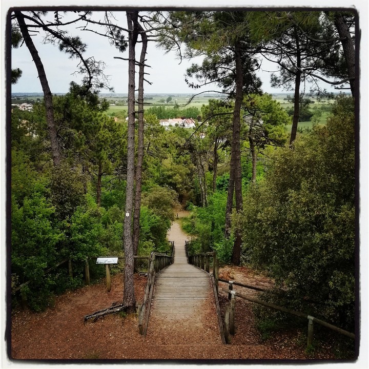 forêt