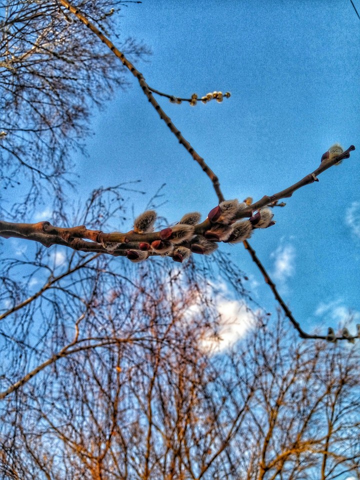 nature