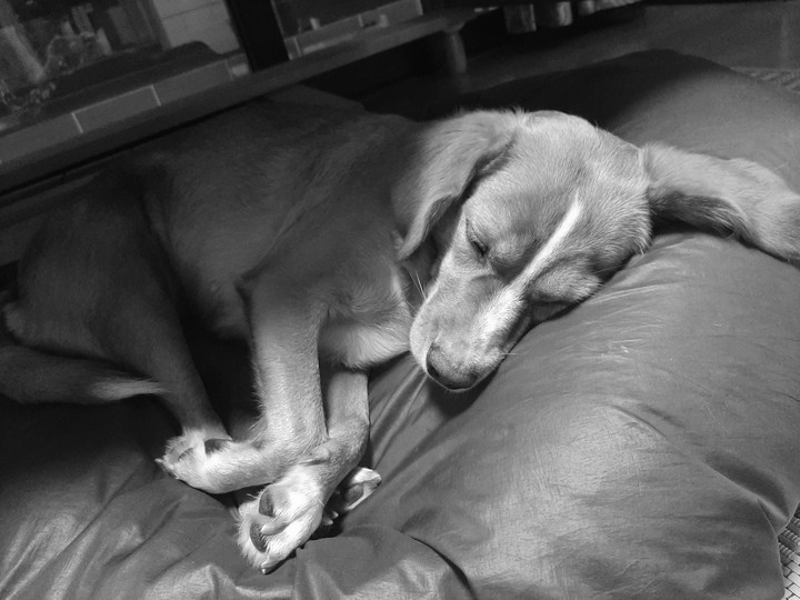 My puppy