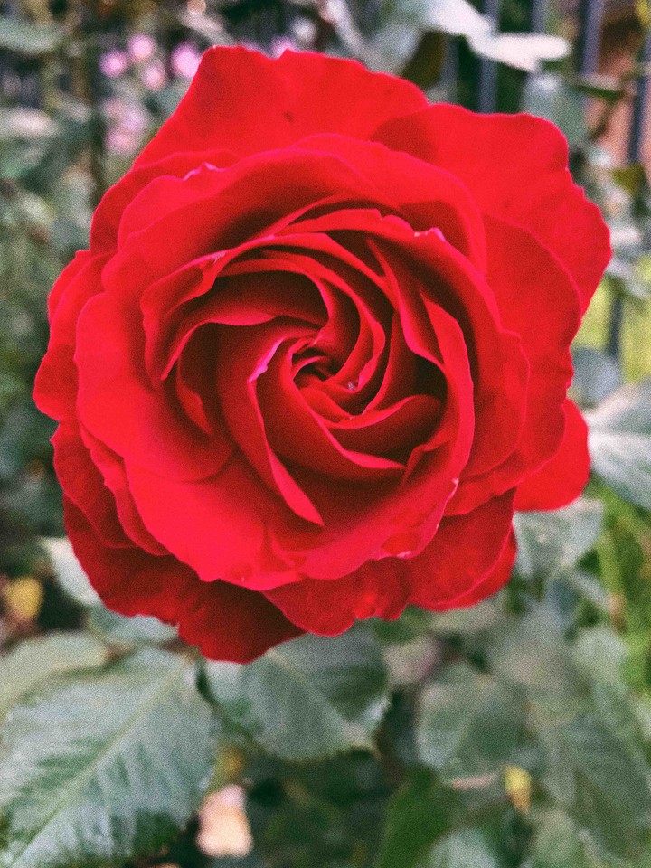 red rose