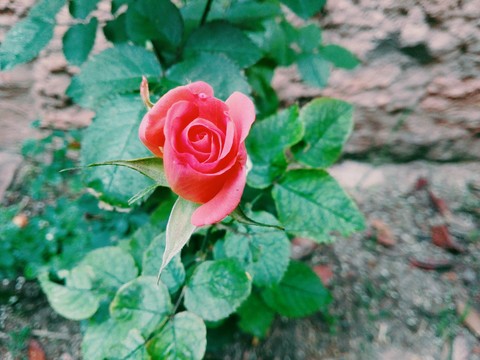 pink flower