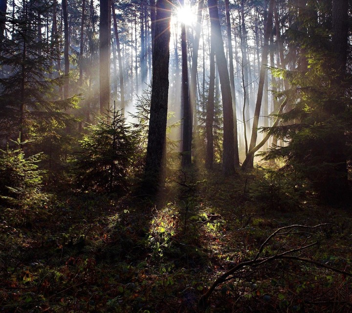 Sun Between The Tree