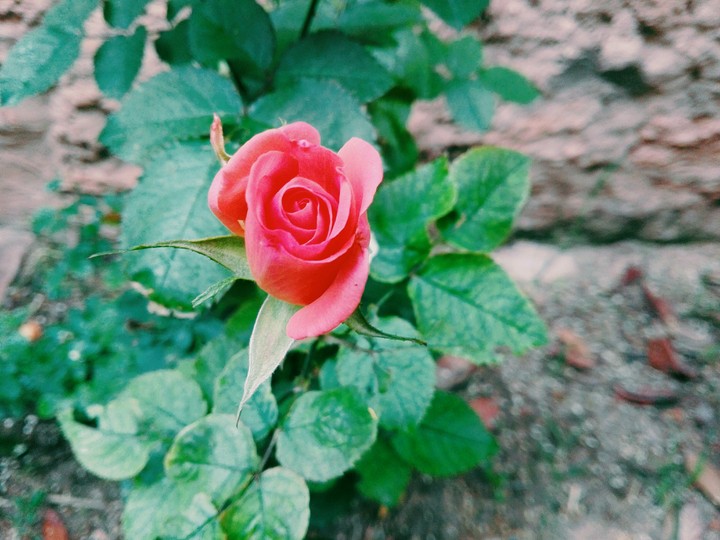 pink flower