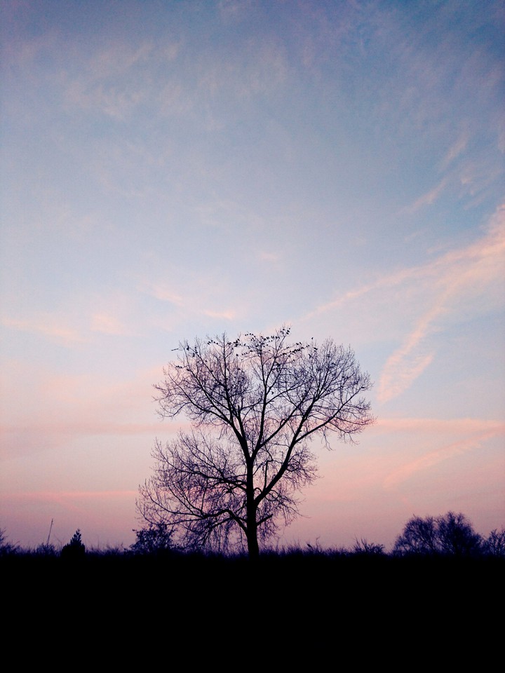 Birdy Tree