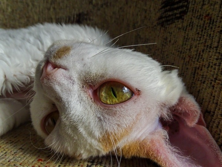Bastet