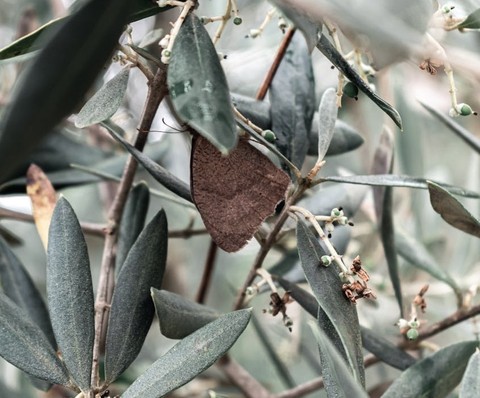 sfondi elaeagnaceae, silverberry