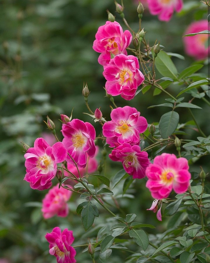Wild Rose