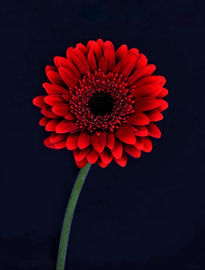 Gerbera daisy