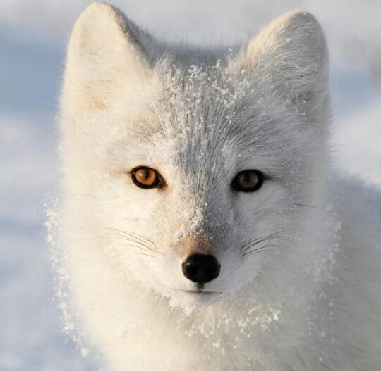 Fox