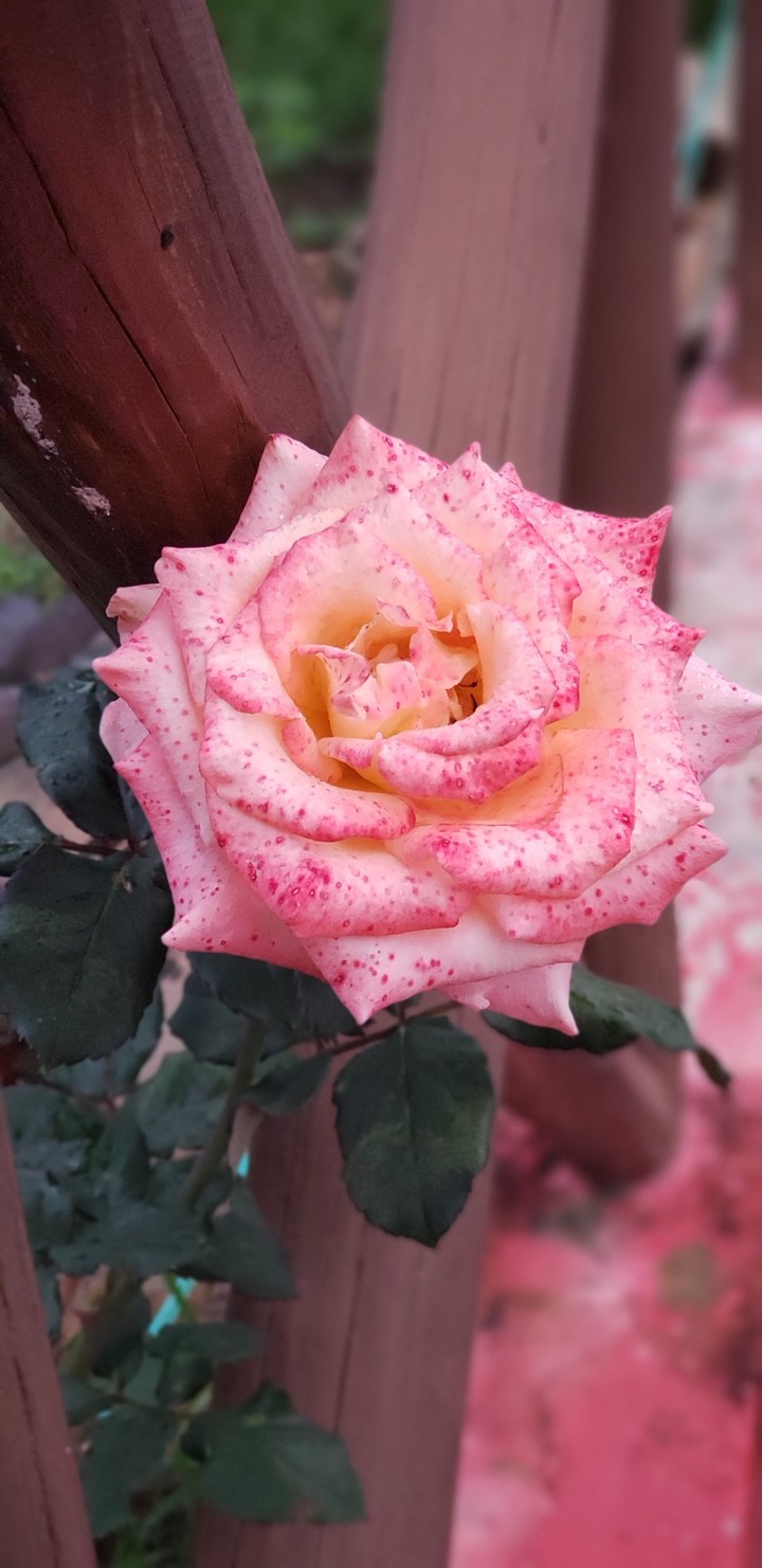 Rosinha Sardenta