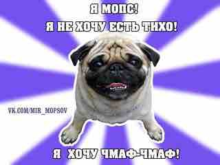 шутка про мопсов
