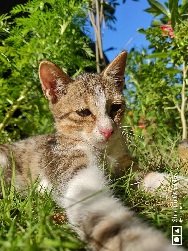cat