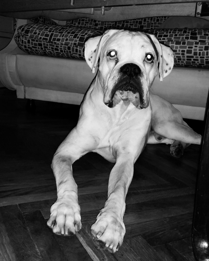 White boxer