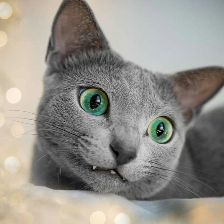 green eyes